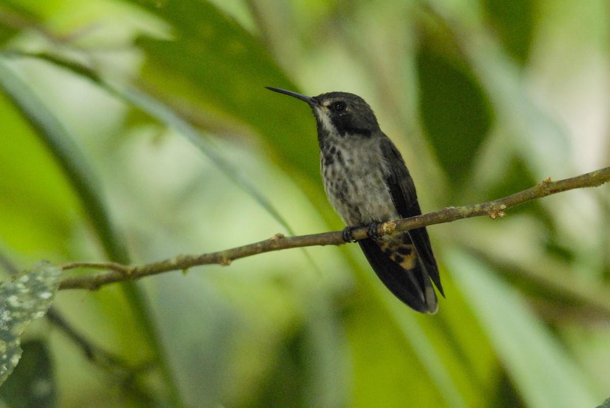 Speckled Hummingbird - Markus Craig