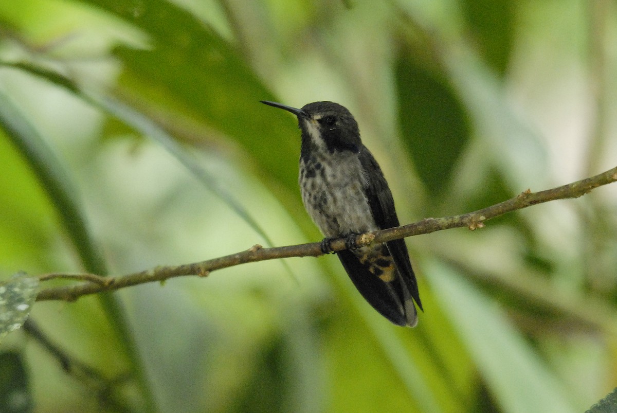 Speckled Hummingbird - ML150339841