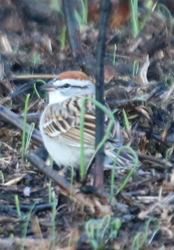 Chipping Sparrow - ML150341201