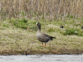 Lesser White-fronted Goose, ML150341851