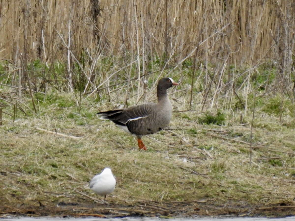 Lesser White-fronted Goose - David Ratcliffe