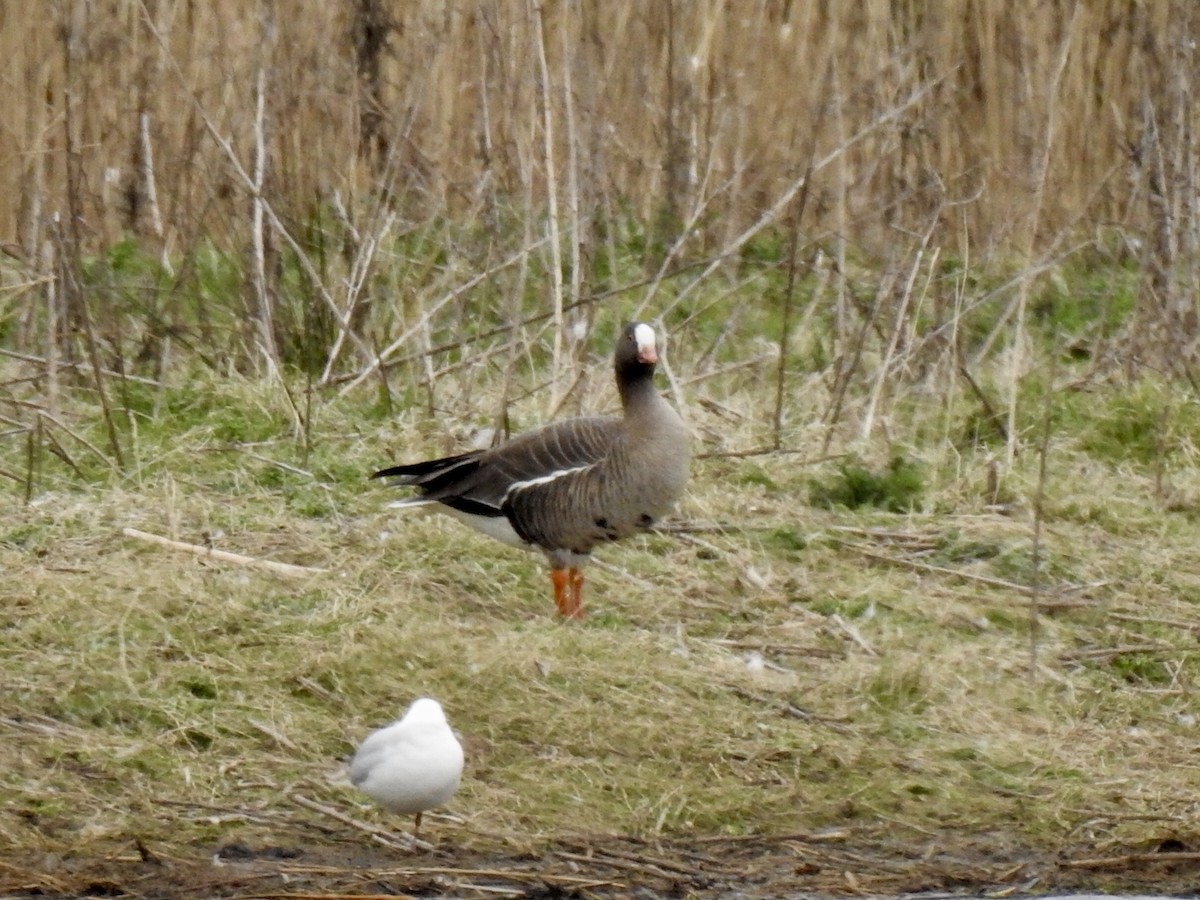 Lesser White-fronted Goose - ML150341911