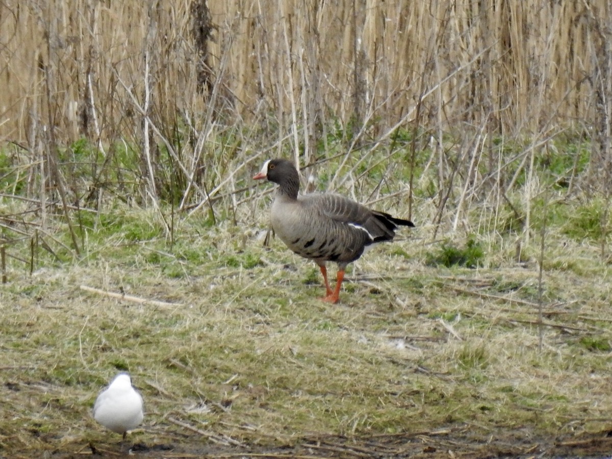Lesser White-fronted Goose - ML150341921