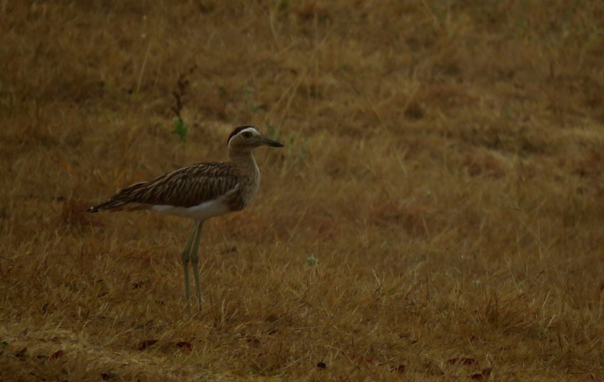 Double-striped Thick-knee - ML150342401