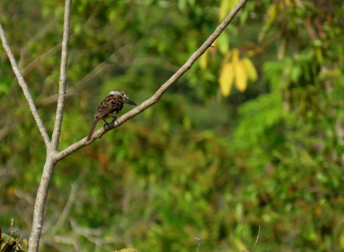 Two-banded Puffbird - ML150342451