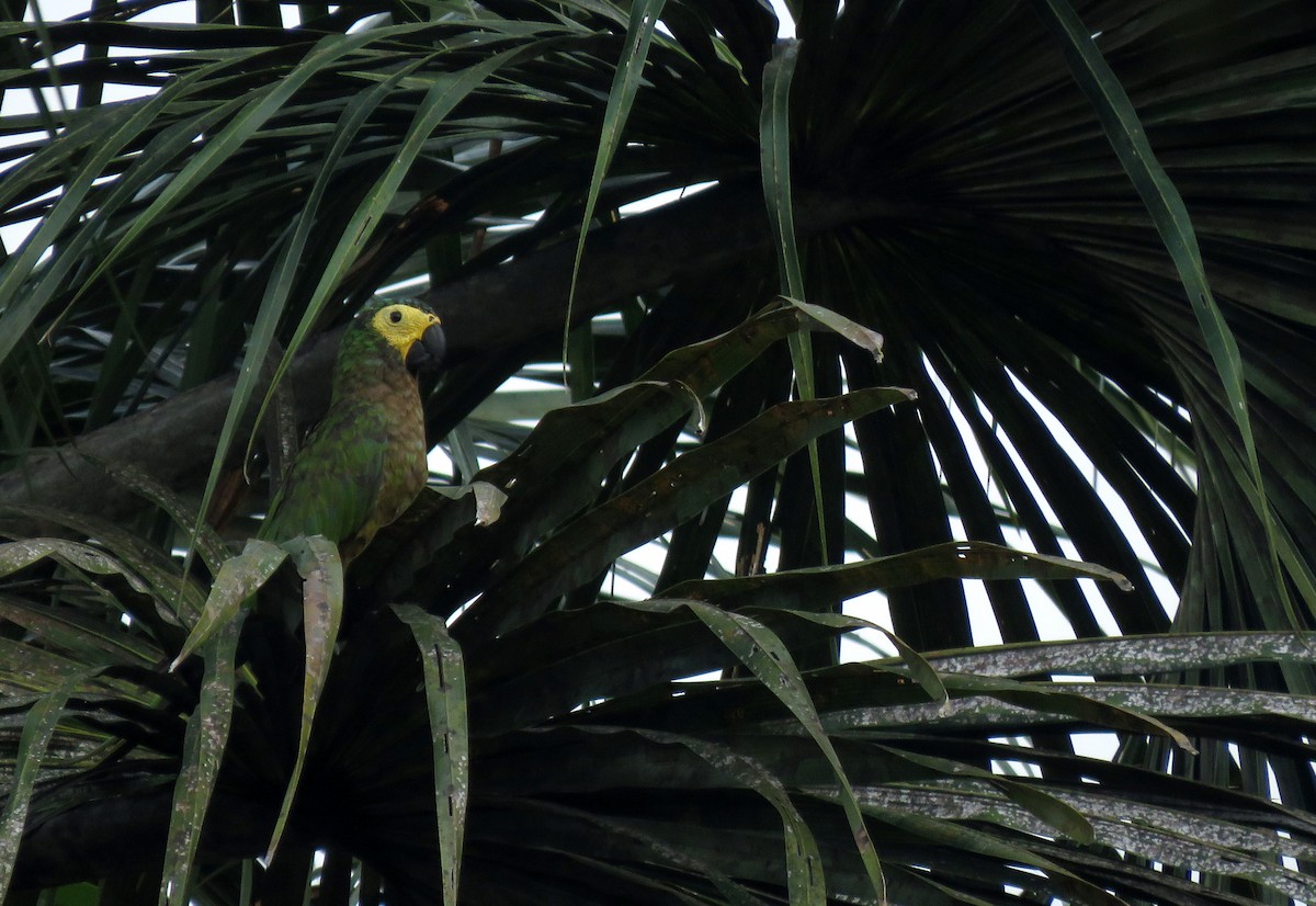 Red-bellied Macaw - Iván Lau
