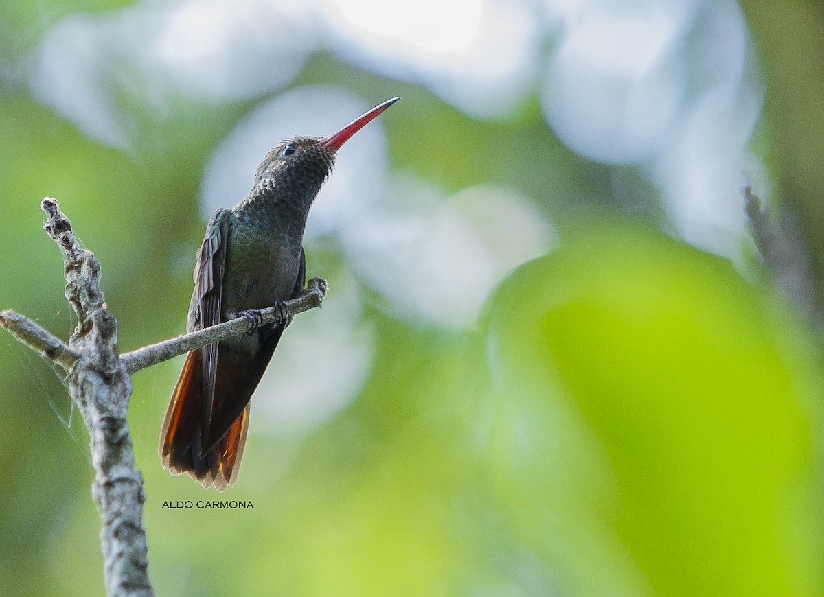 Rufous-tailed Hummingbird - Aldo Carmona