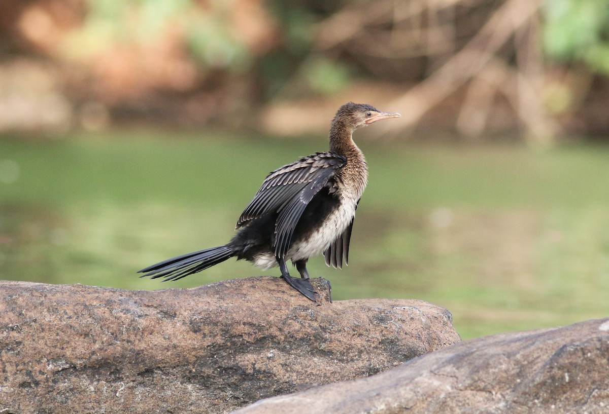 Long-tailed Cormorant - ML150344941
