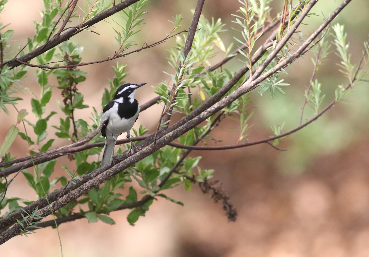 African Pied Wagtail - ML150344981