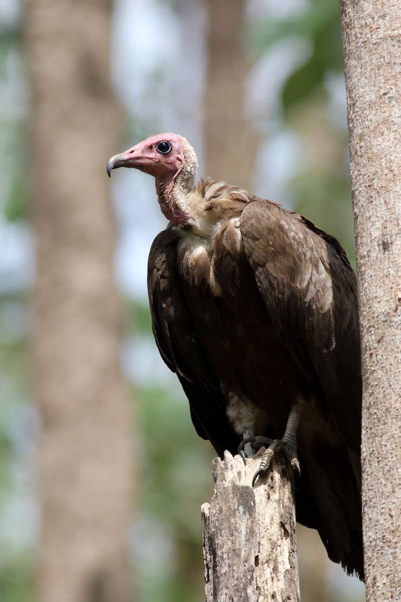 Hooded Vulture - ML150345361