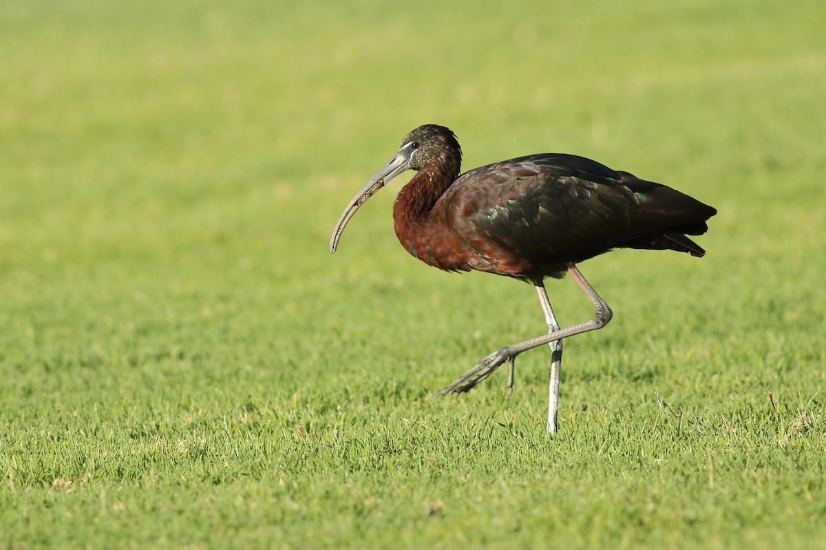 ibis hnědý - ML150347111