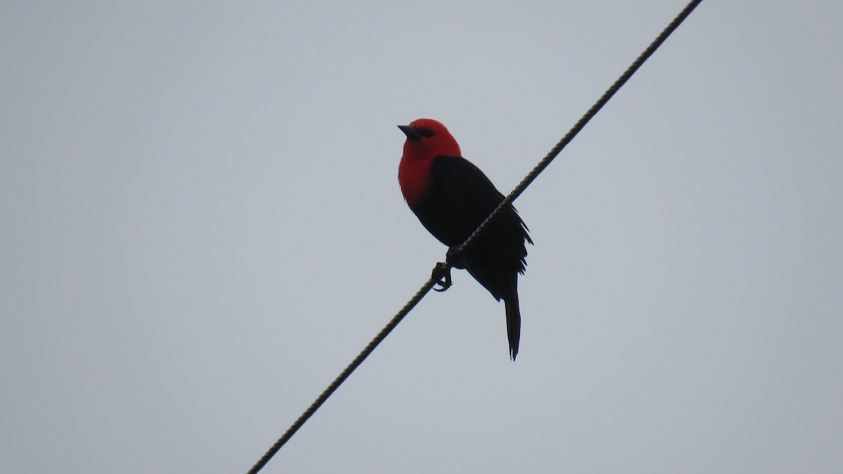 Scarlet-headed Blackbird - ML150347431