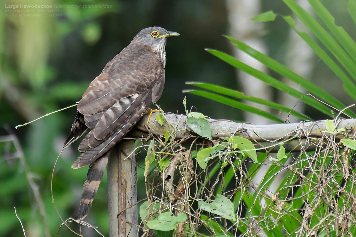 Large Hawk-Cuckoo - Natthaphat Chotjuckdikul