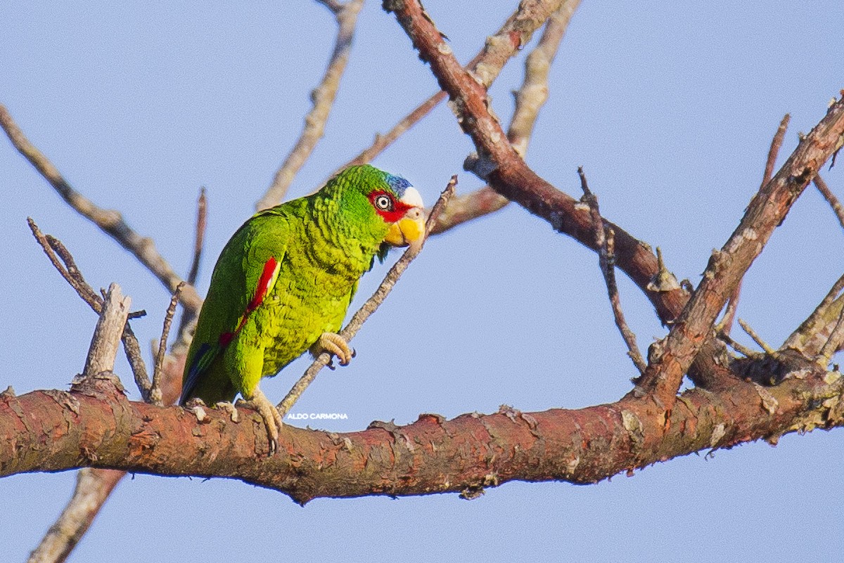 White-fronted Parrot - ML150349631