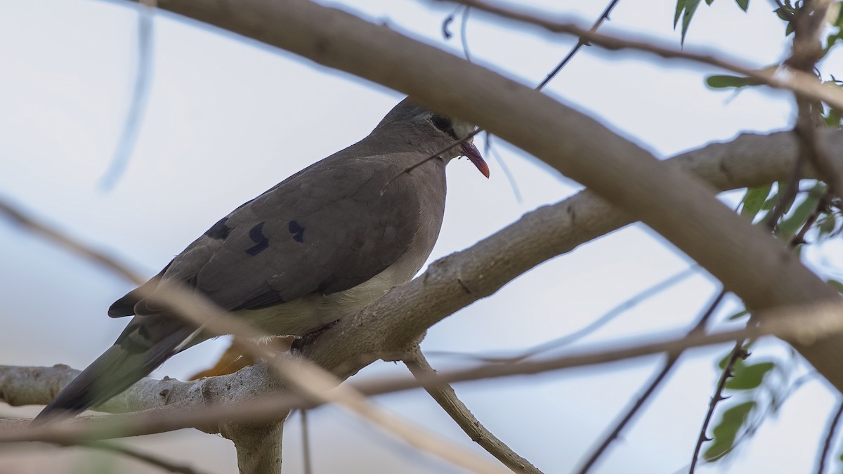 Blue-spotted Wood-Dove - H. Çağlar Güngör