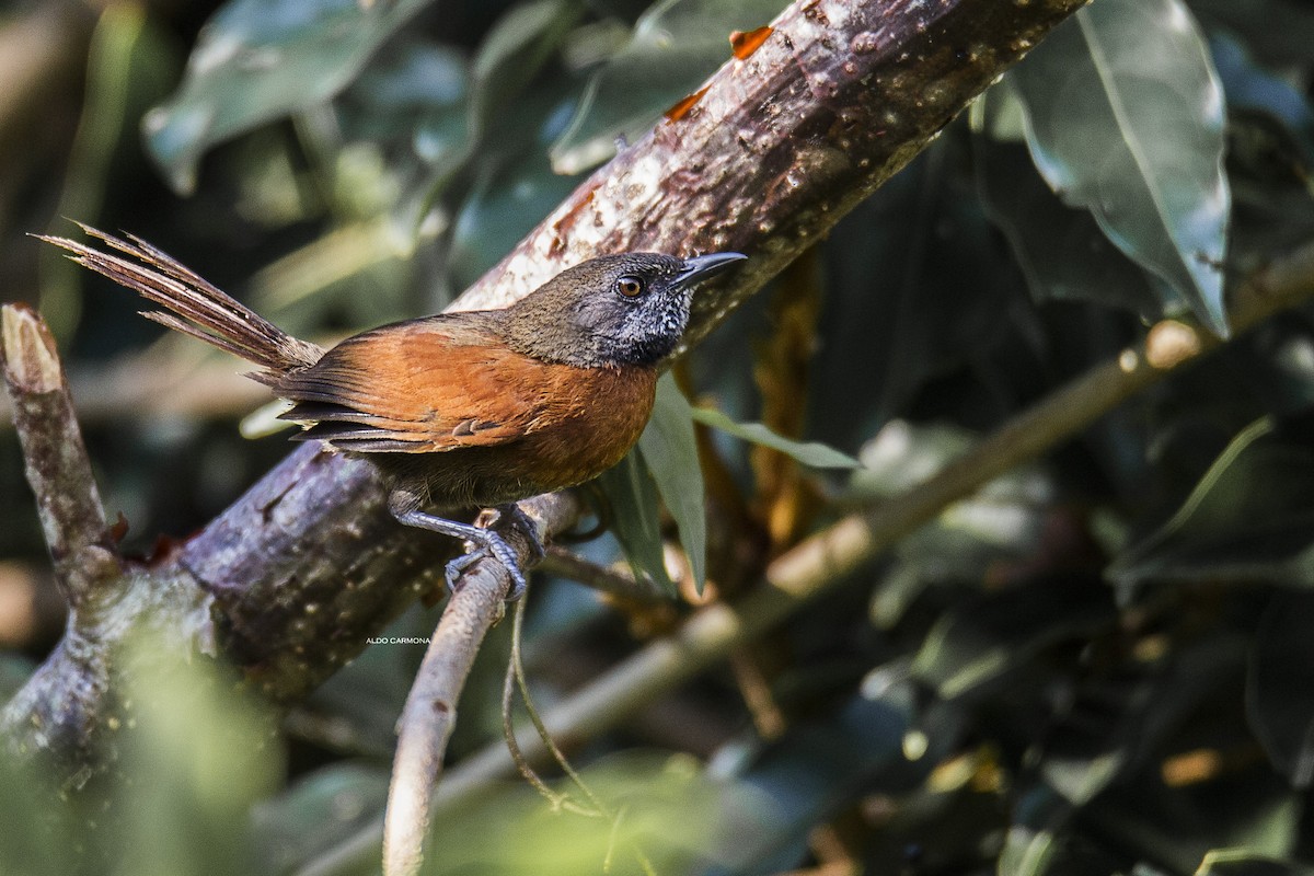 Rufous-breasted Spinetail - ML150349841