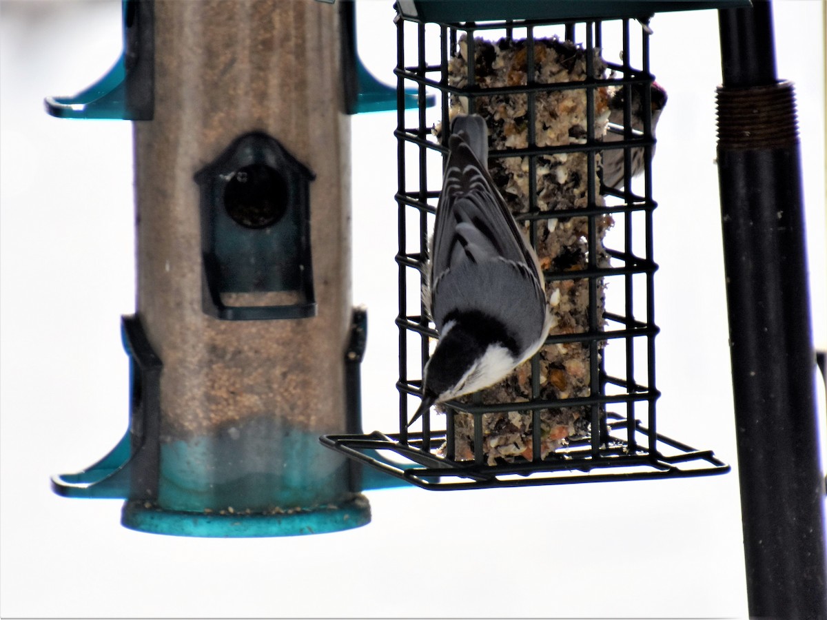 White-breasted Nuthatch - ML150354561