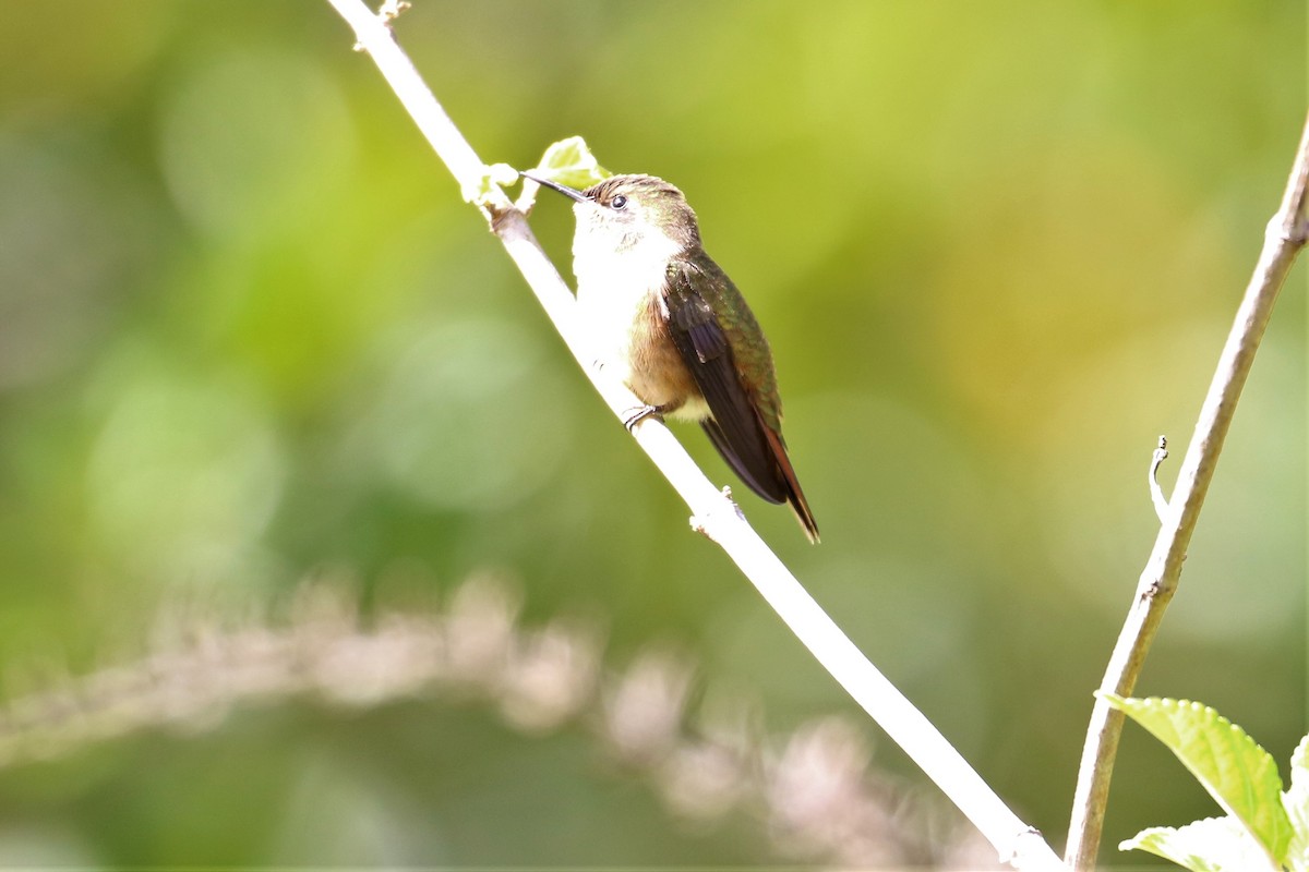 Scintillant Hummingbird - Dan Orr