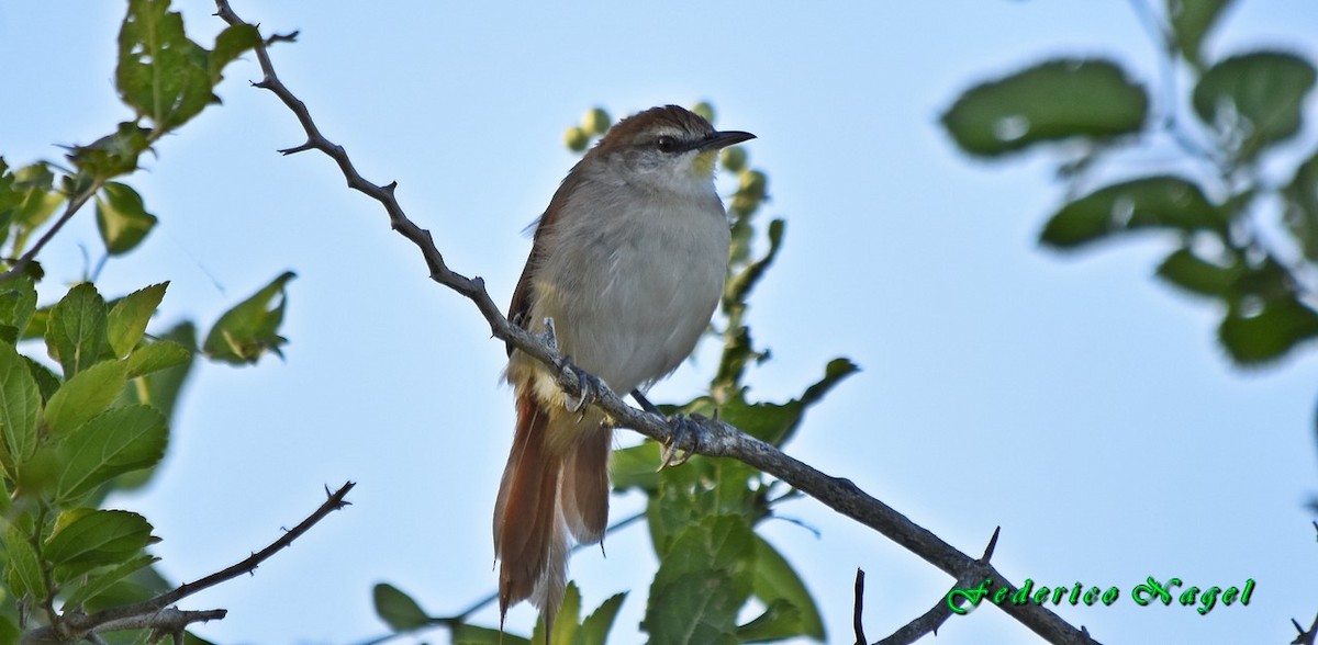 Yellow-chinned Spinetail - federico nagel