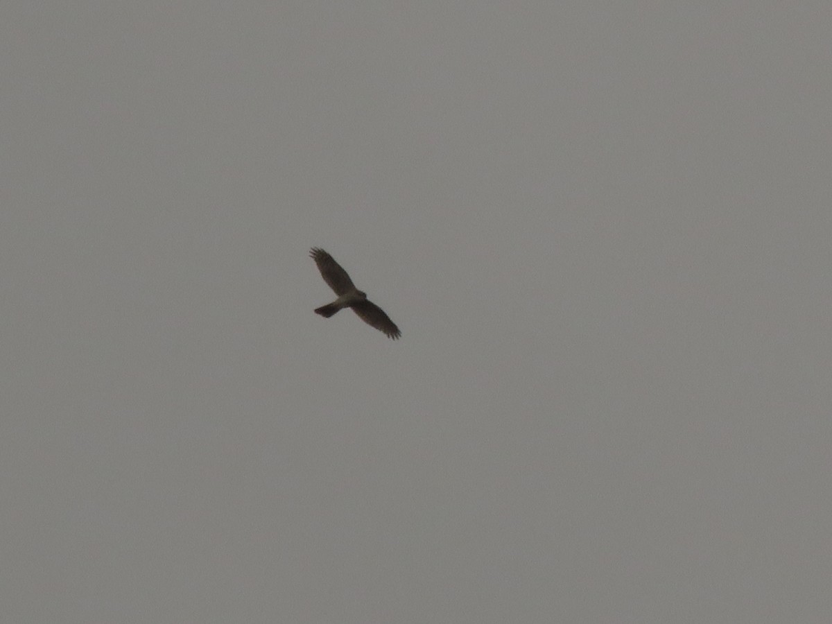 Eurasian Sparrowhawk - ML150356681