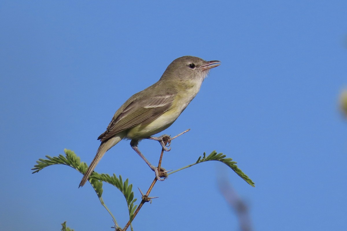 Bell's Vireo - Carol Comeau