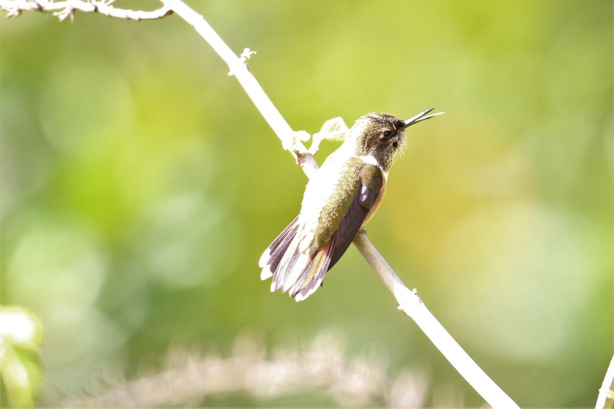 Scintillant Hummingbird - Dan Orr
