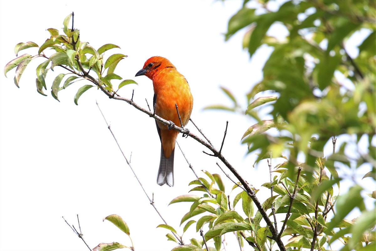 Flame-colored Tanager - ML150357561