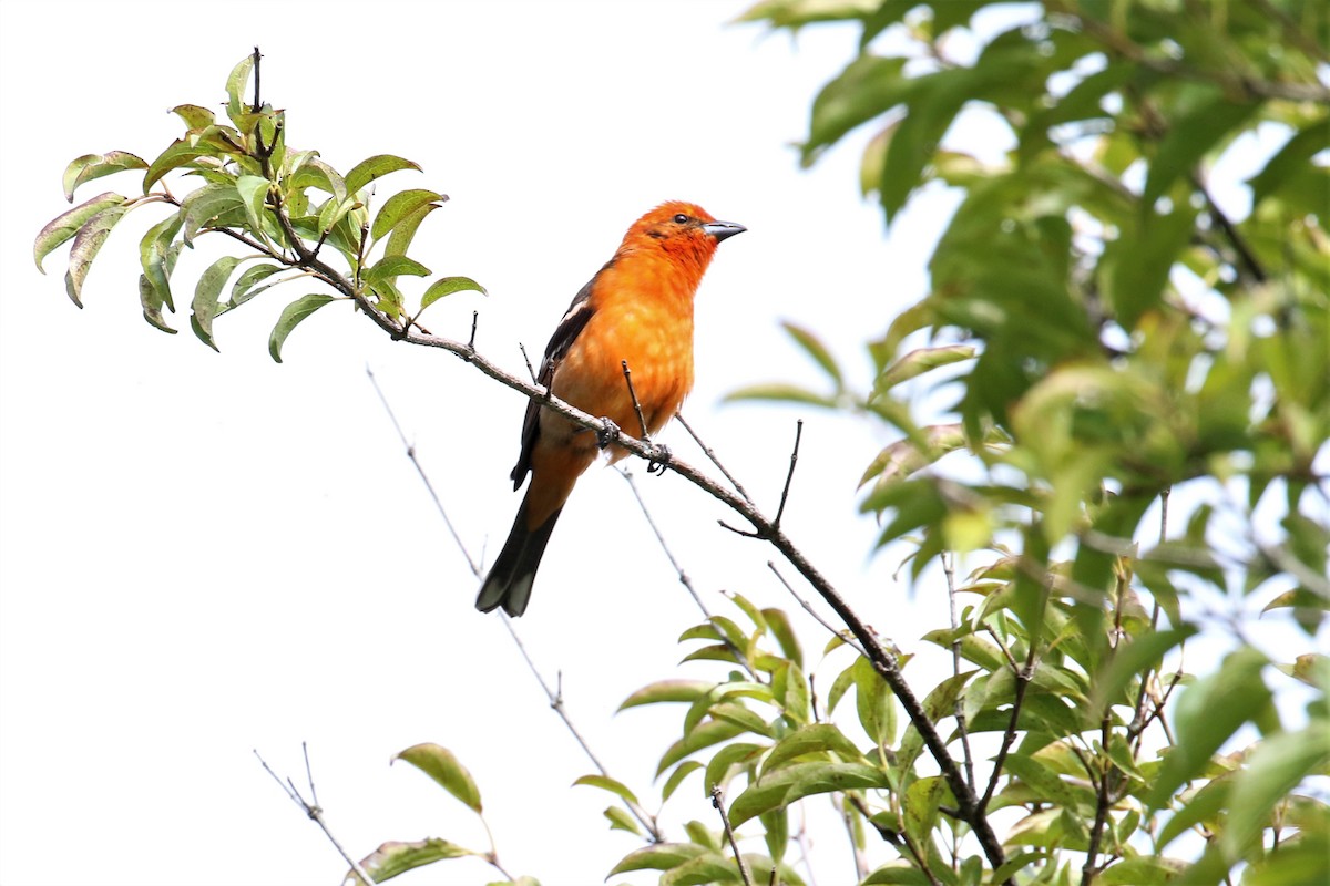 Flame-colored Tanager - Dan Orr