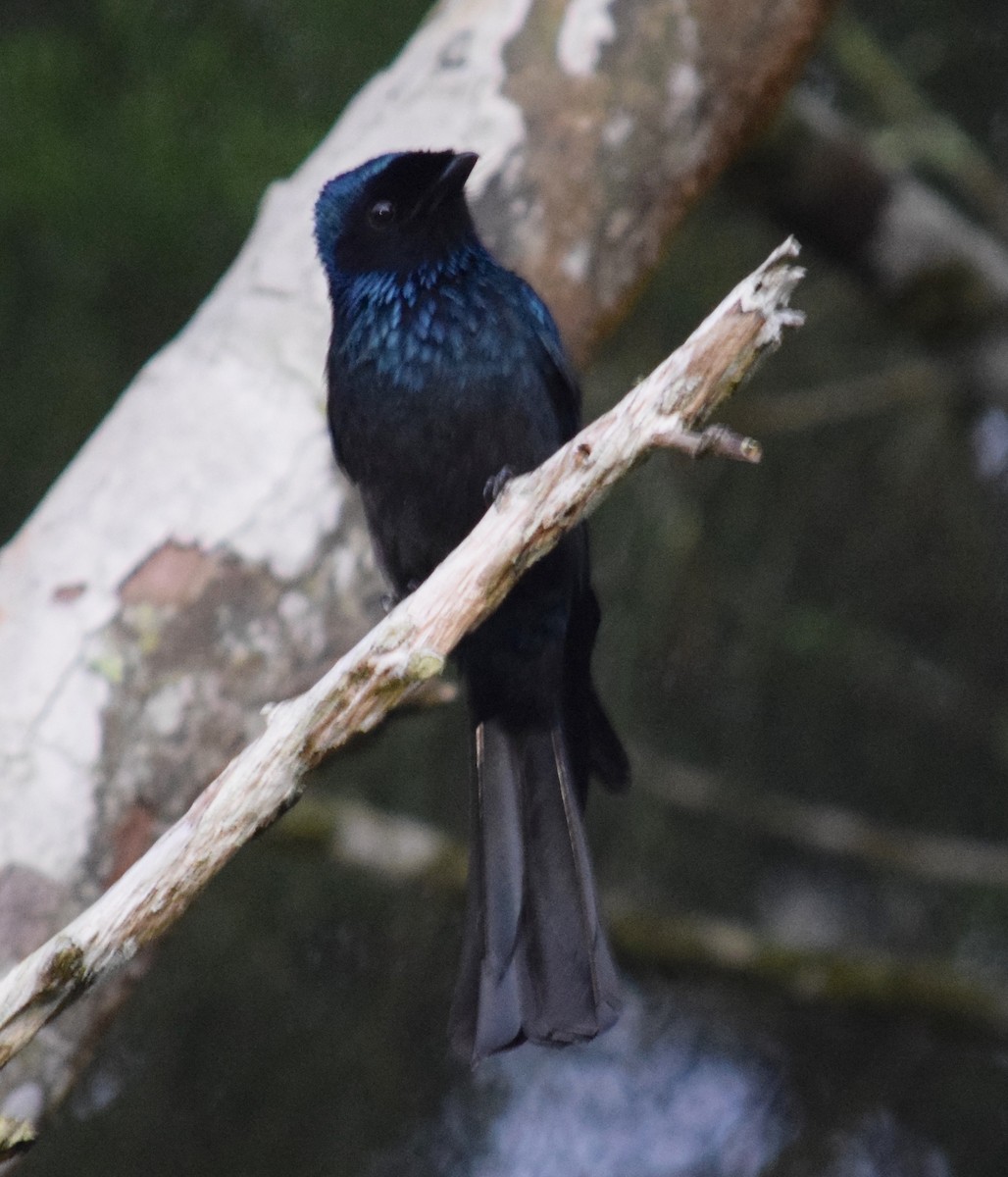 Lesser Racket-tailed Drongo - Annette Teng