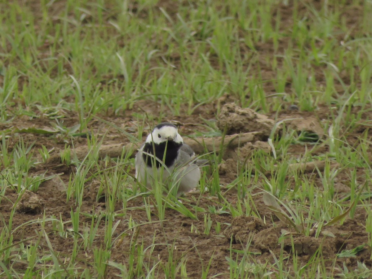 White Wagtail (White-faced) - ML150357731