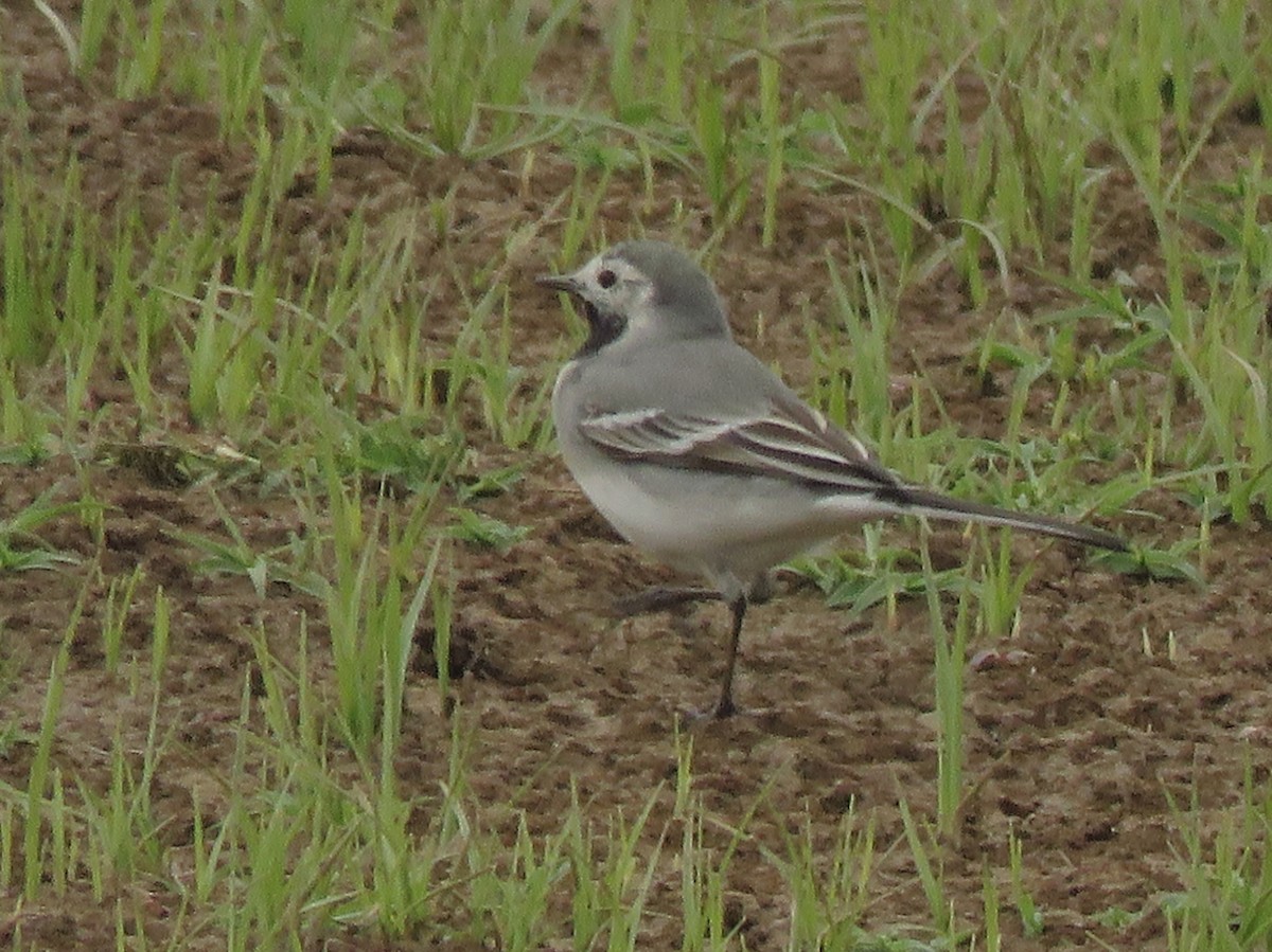 White Wagtail (White-faced) - ML150357751
