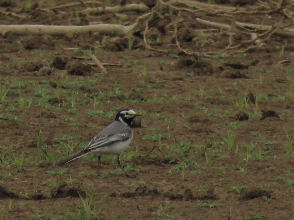 White Wagtail (Moroccan) - ML150358181