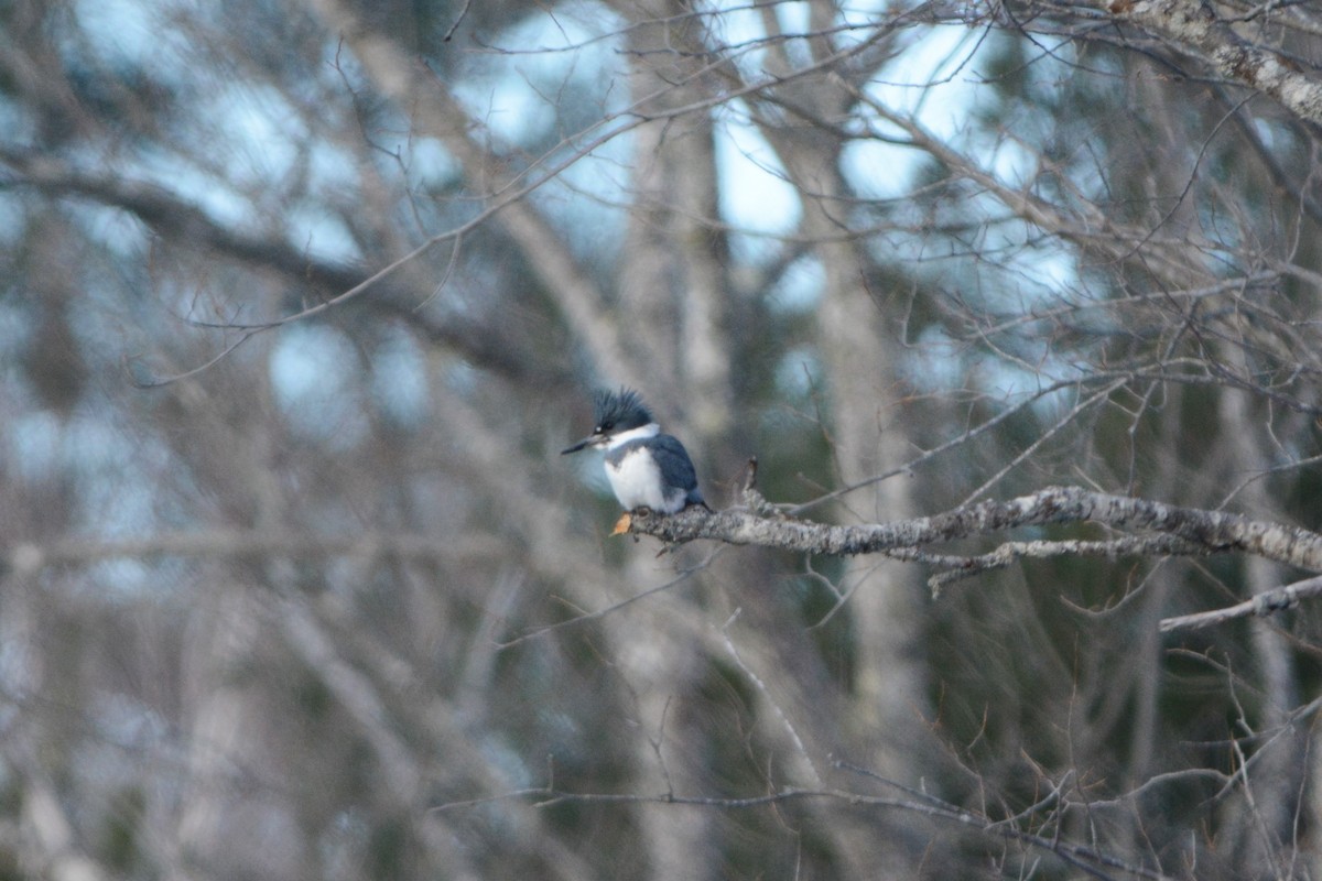 Belted Kingfisher - ML150359171