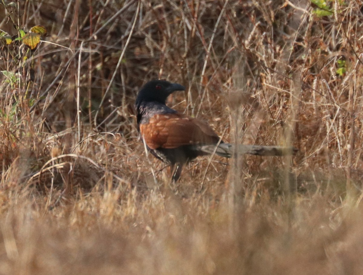Greater Coucal - ML150363011