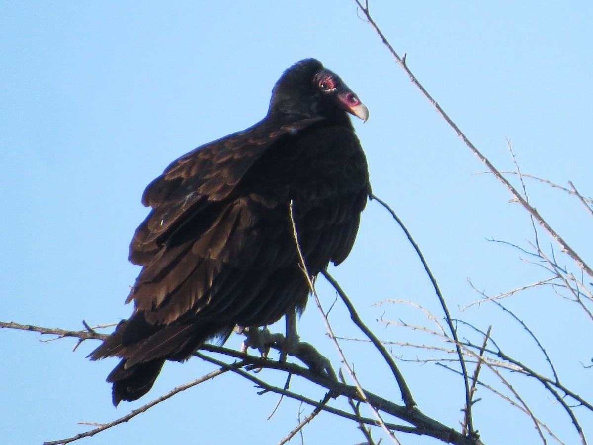 Turkey Vulture - ML150365441