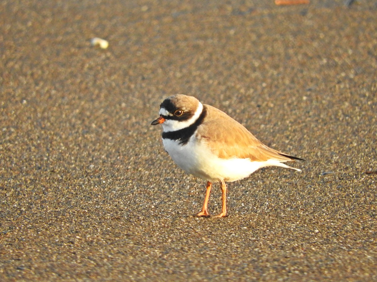 Semipalmated Plover - Chris Bell