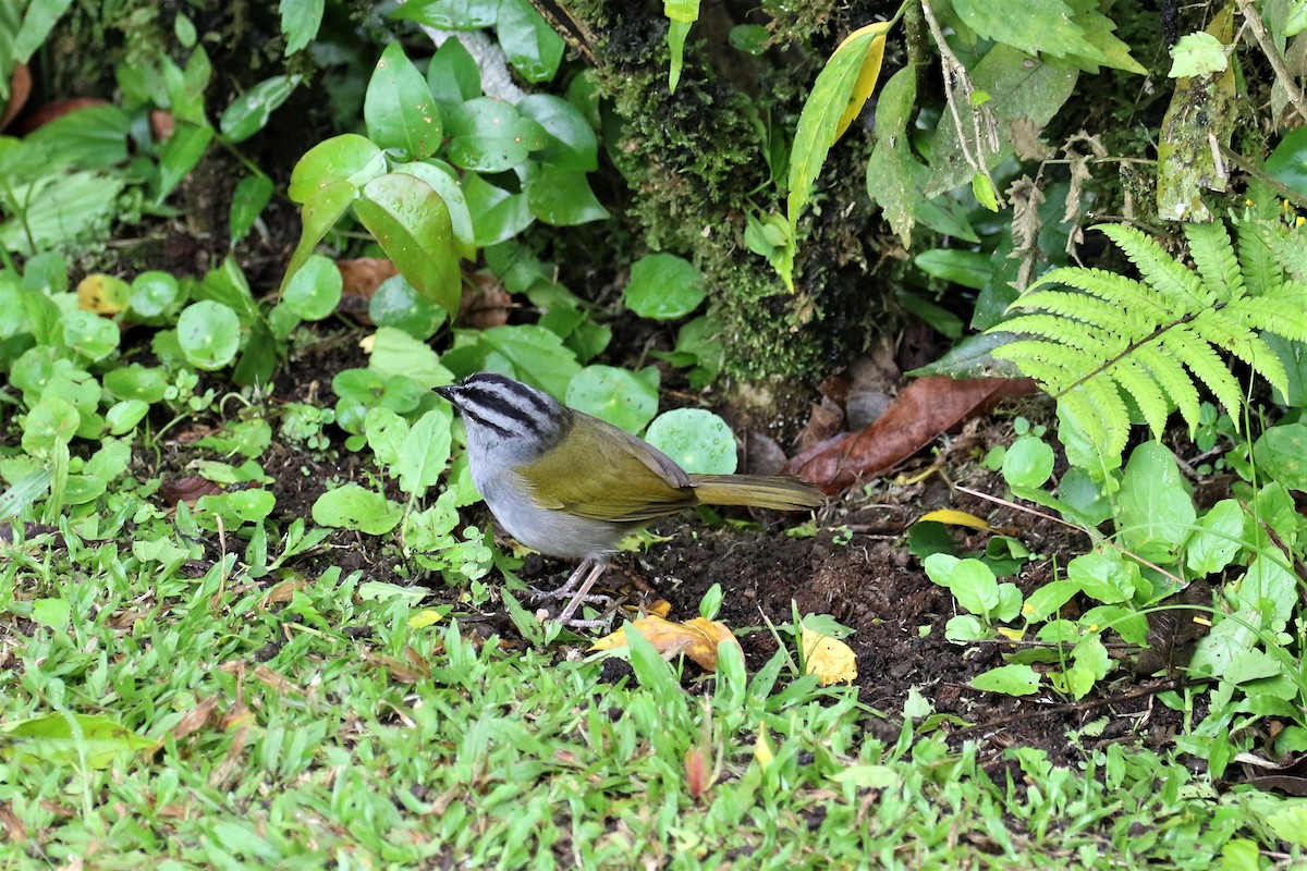 Black-striped Sparrow - Dan Orr