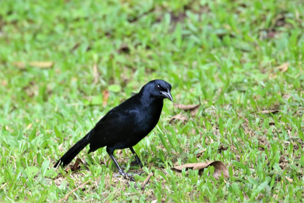 Melodious Blackbird - Dan Orr