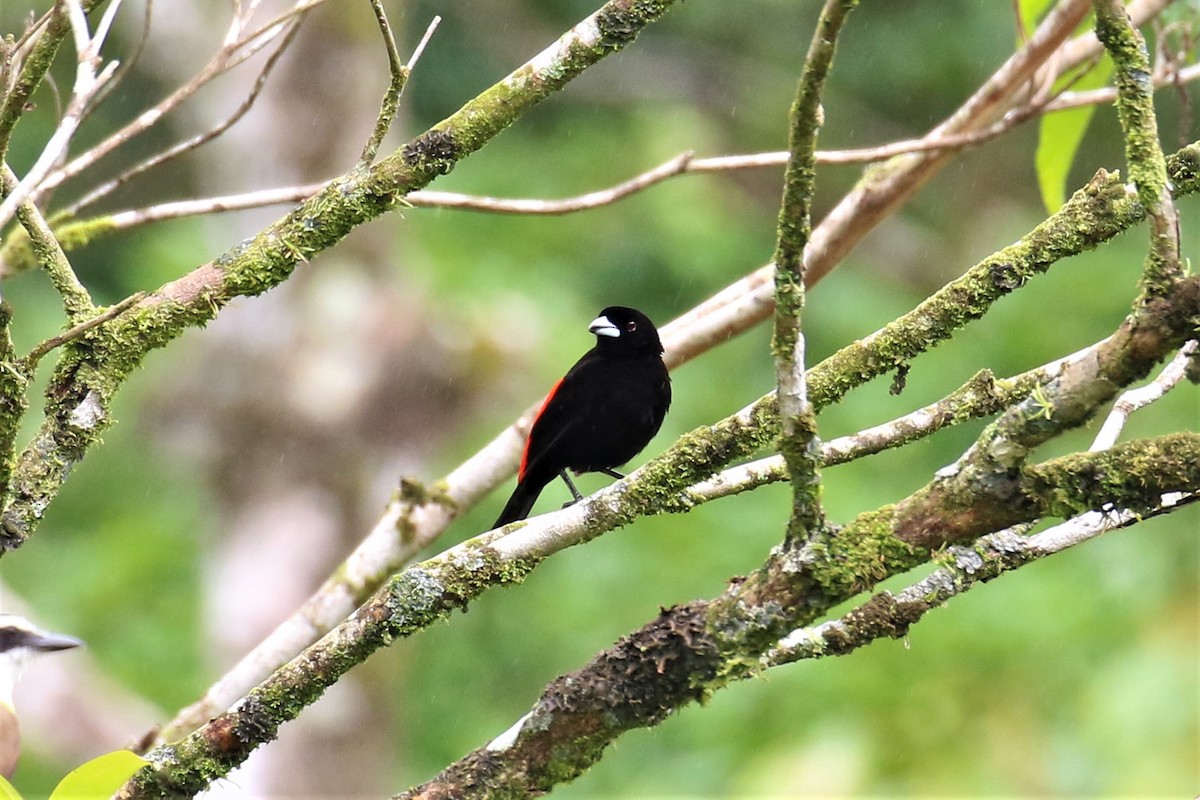 Scarlet-rumped Tanager - ML150368541