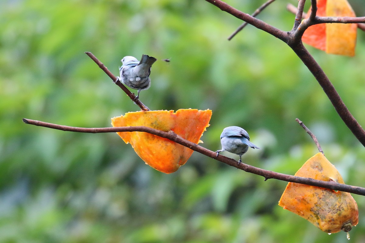 Blue-gray Tanager - ML150371011