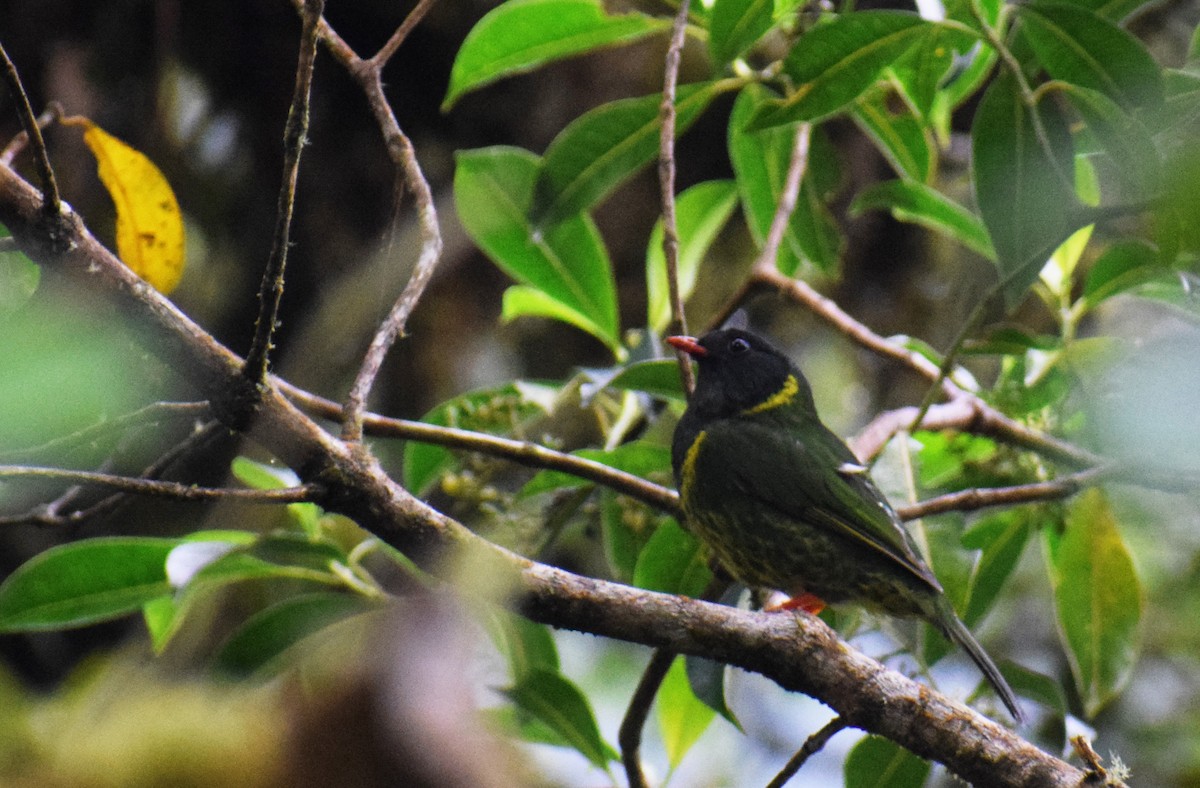 Green-and-black Fruiteater - ML150371331