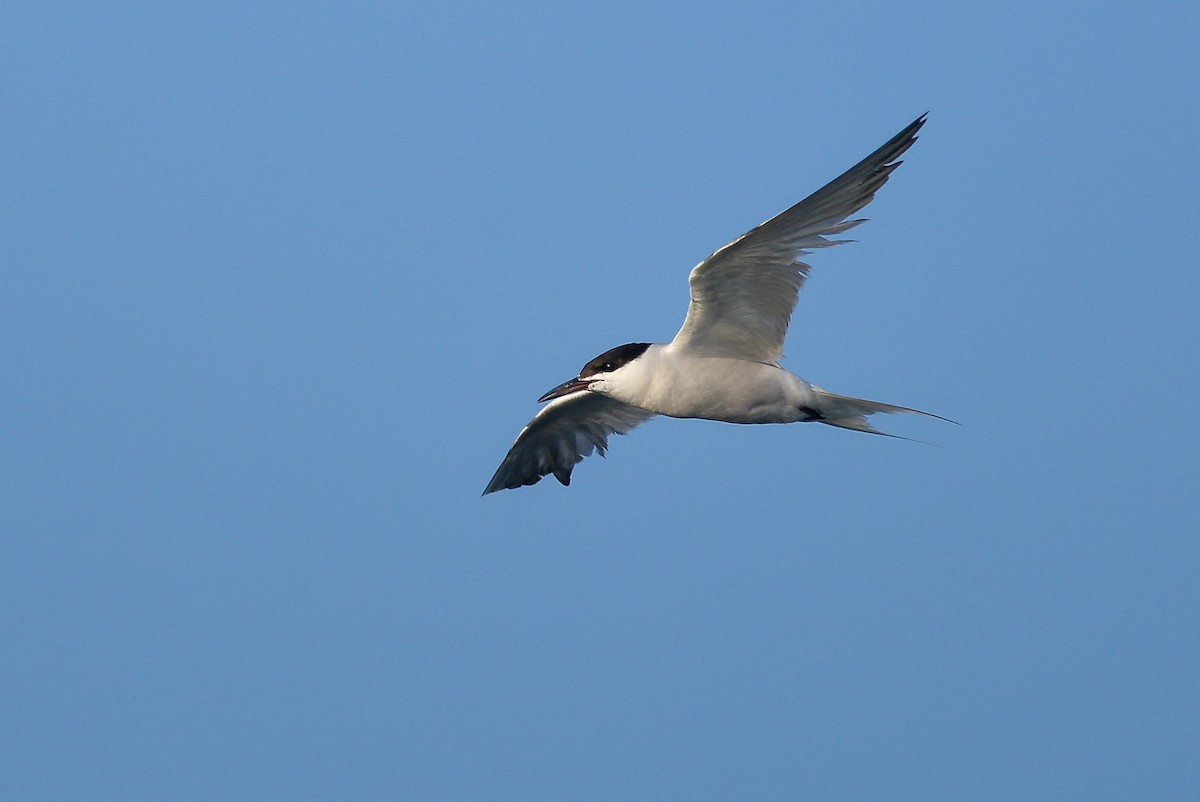 Common Tern - ML150371391