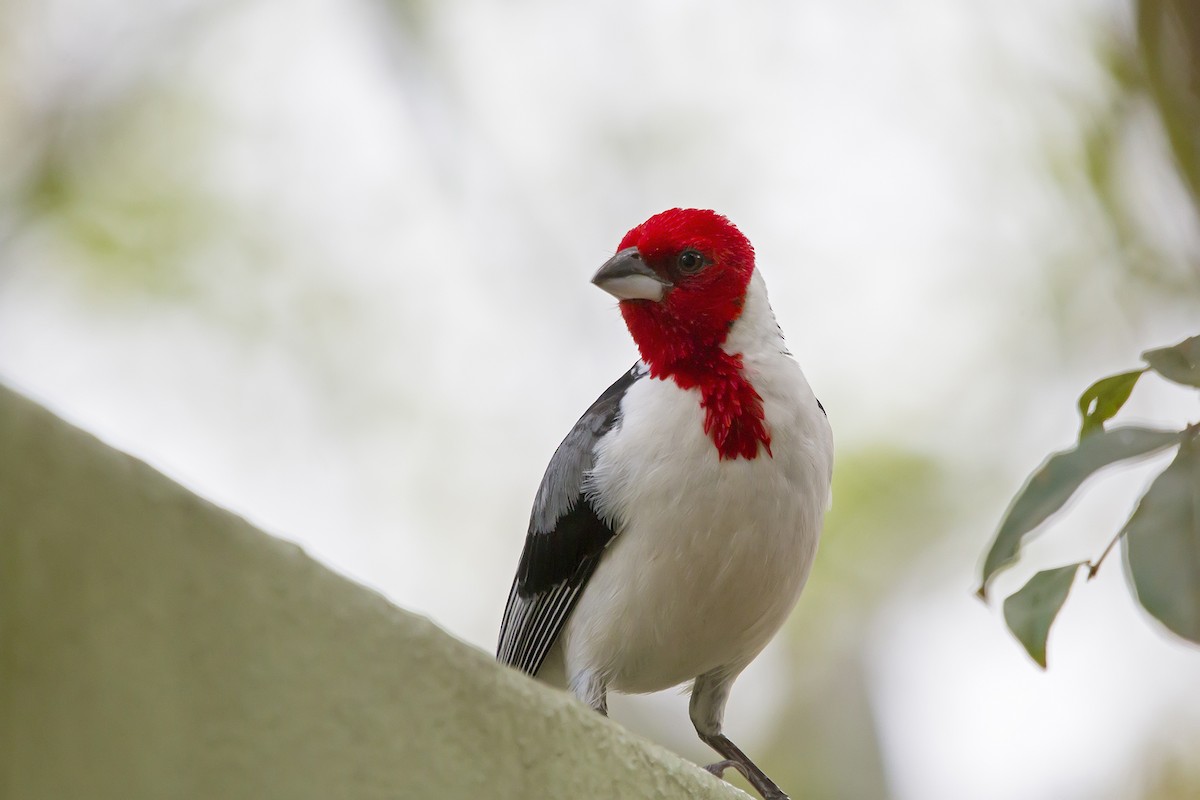 Red-cowled Cardinal - Gabriel Bonfa