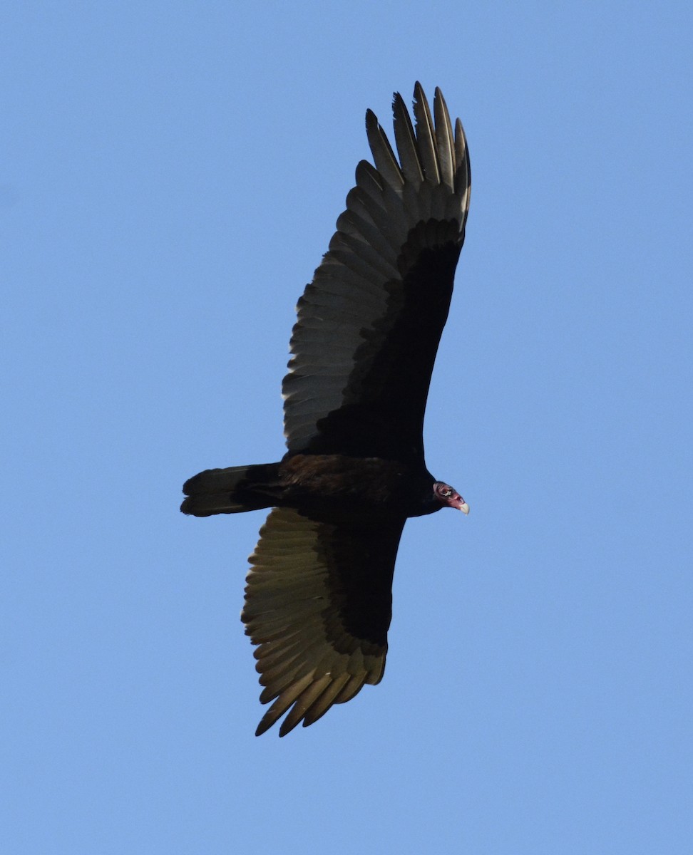 Turkey Vulture - ML150374181