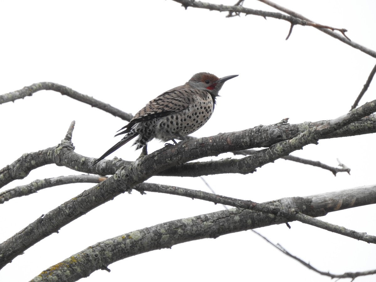 Northern Flicker (Red-shafted) - Jody  Wells