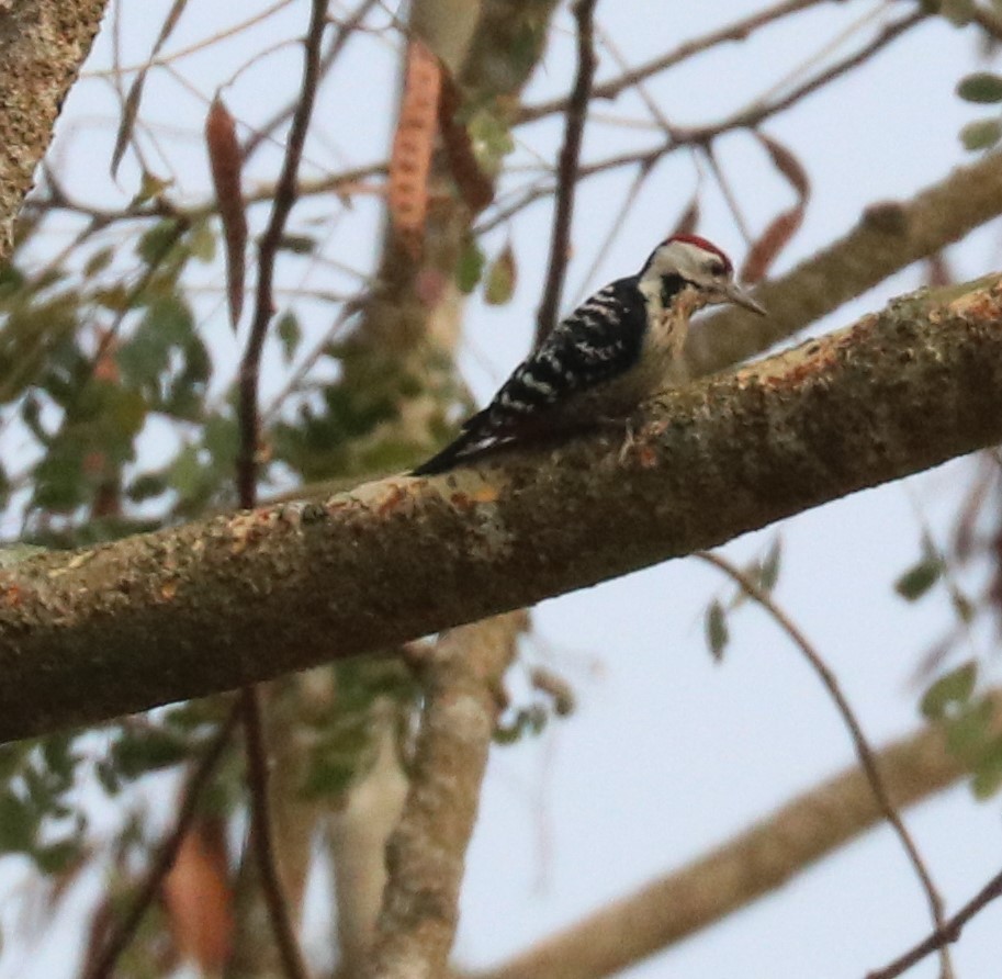 Fulvous-breasted Woodpecker - ML150375831