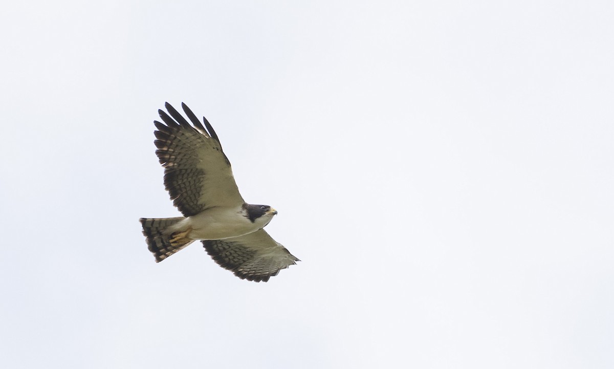 Short-tailed Hawk - Caleb Putnam