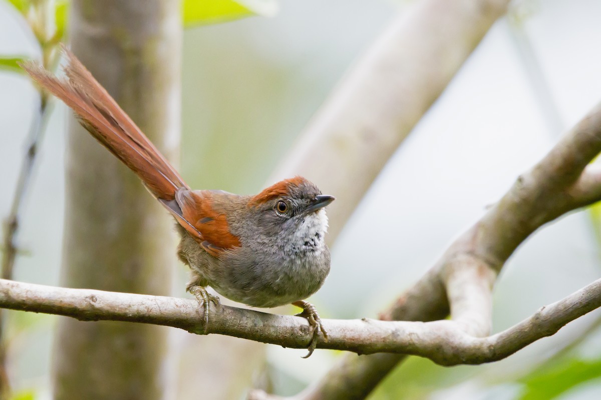 Sooty-fronted Spinetail - ML150378111