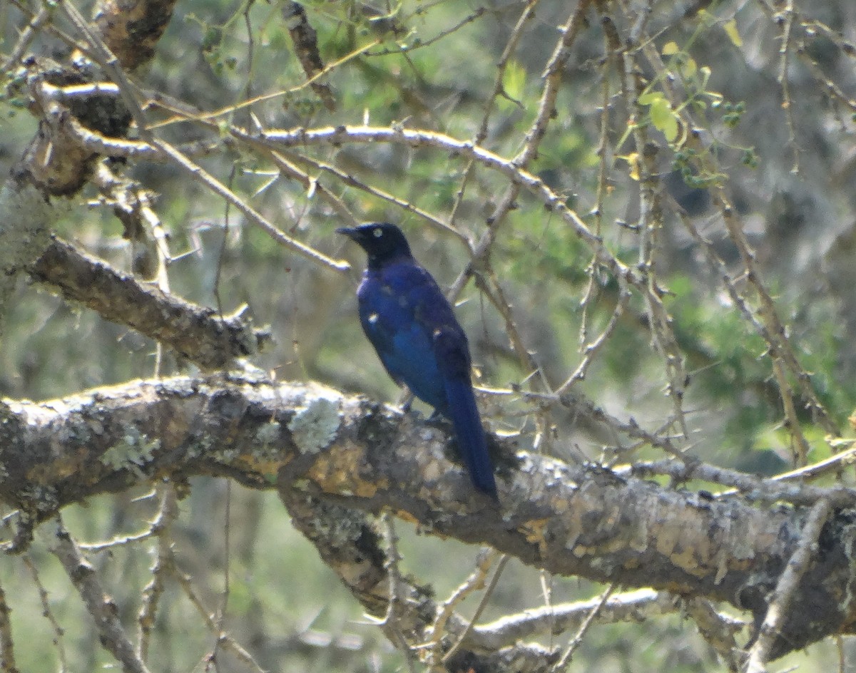Greater Blue-eared Starling - ML150378181