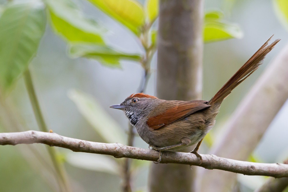 Sooty-fronted Spinetail - Gabriel Bonfa